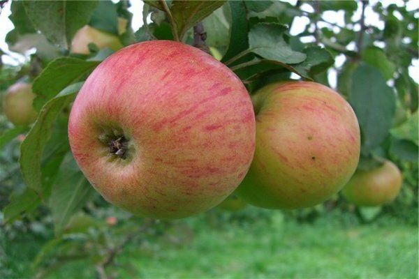 Lizard apple: description of the rules for the selection of varieties