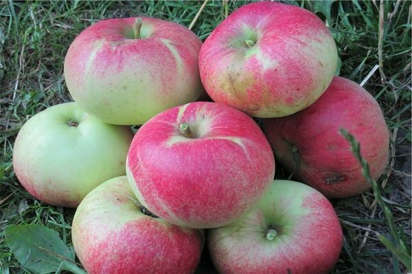 Lungwort apple tree: description of the history of the variety