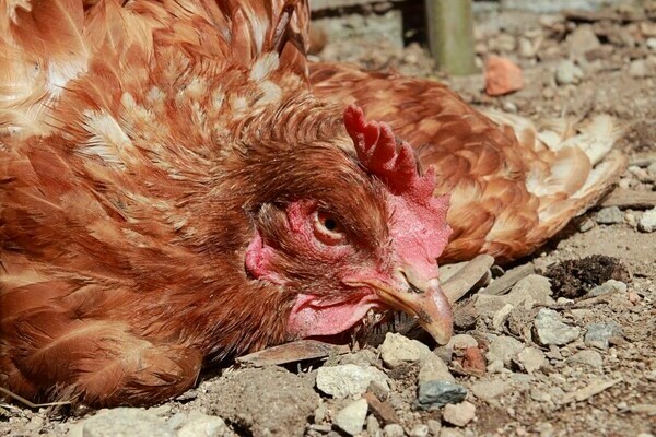 Métronidazole : combien donner aux poulets
