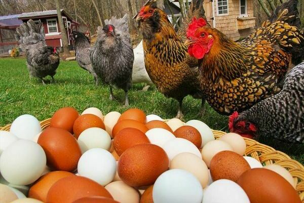Comment donner du métronidazole aux poules pondeuses