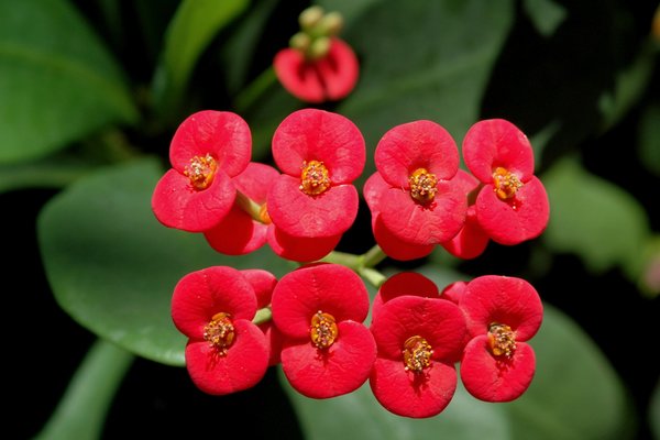 spurge mile reproduction