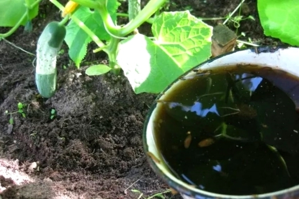 fertilizers for feeding cucumbers