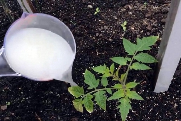 Folk remedies for feeding tomatoes