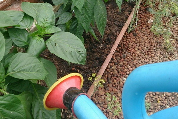 Ammonium for peppers