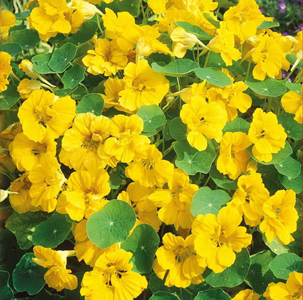foto de flor de capuchinha