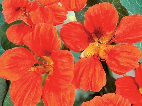 foto de flor de capuchinha