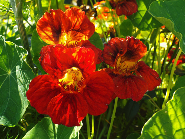 foto de flores