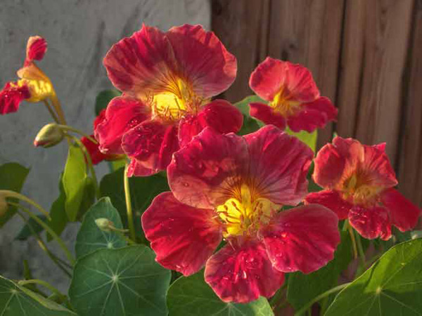 foto de flores