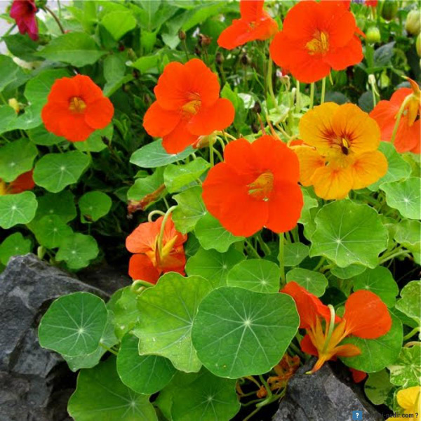 foto de flores