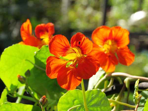 foto de flor de capuchinha