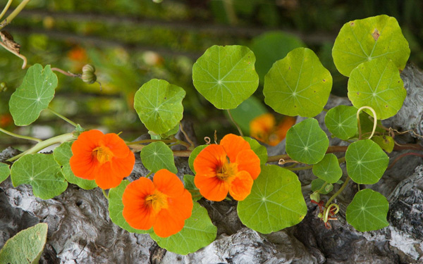  foto de flores