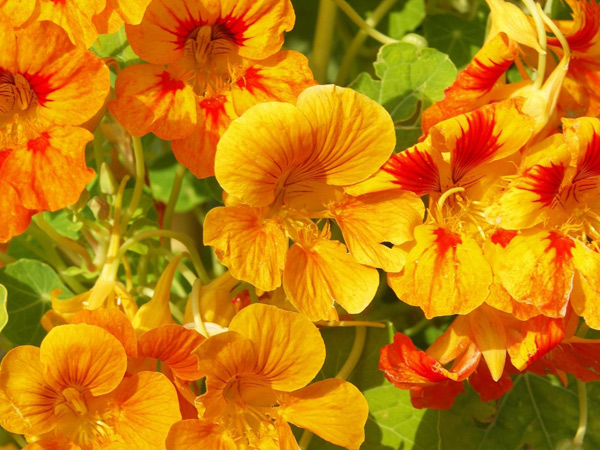 foto de flores