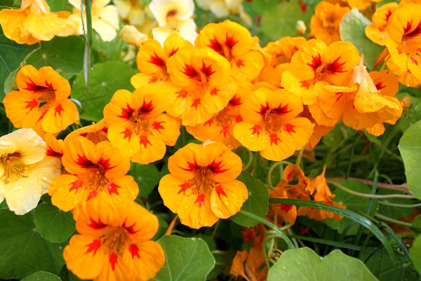 foto de flores