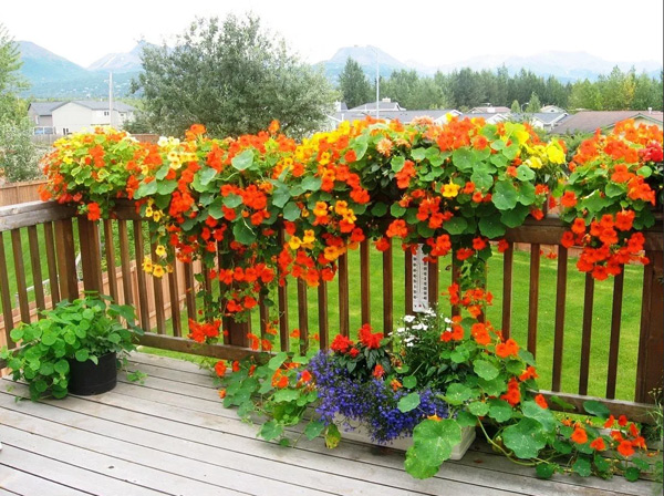 foto de flores