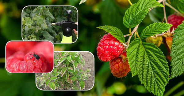 raspberry processing
