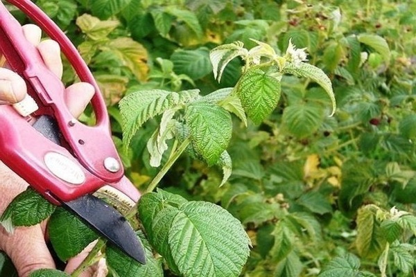 taille + et alimentation des framboises au printemps
