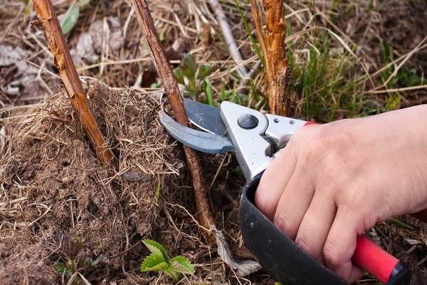 spring raspberry care pruning