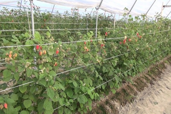 tailler les framboises au printemps pour les débutants