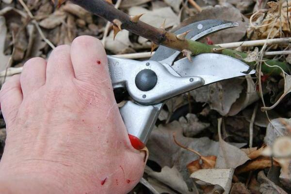Pruning roses abundant