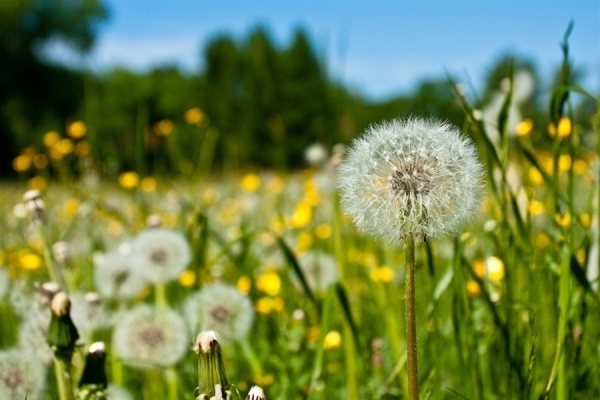 fleurs de pissenlit