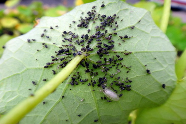 Cucumber pests