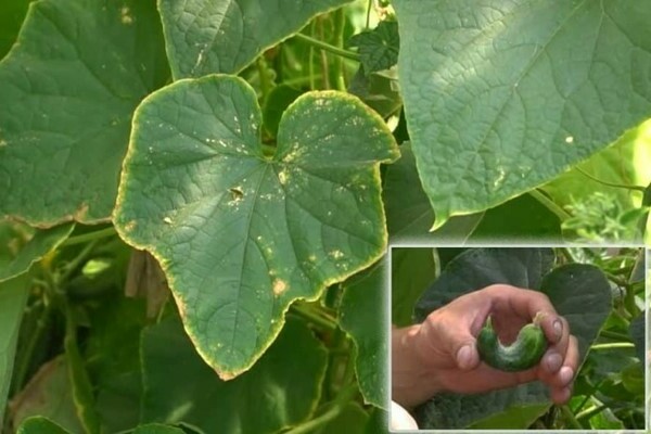 Cucumber leaves turn yellow at the edges due to improper or irregular watering
