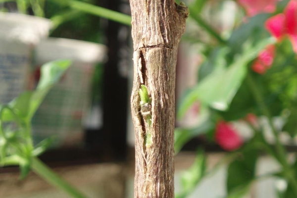 enxertia de macieiras no verão