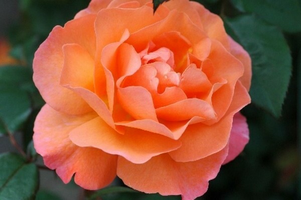 variétés de roses