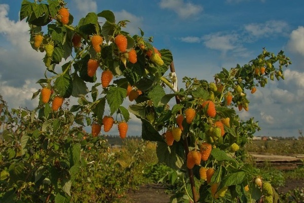framboise Orange miracle