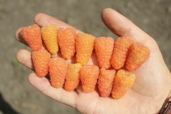 framboise Orange miracle