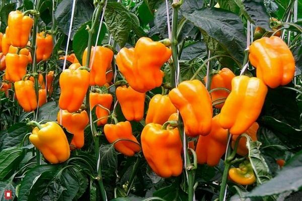 orange pepper