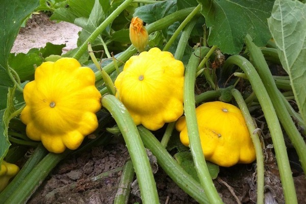 squash