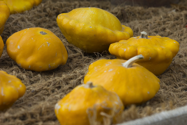 squash
