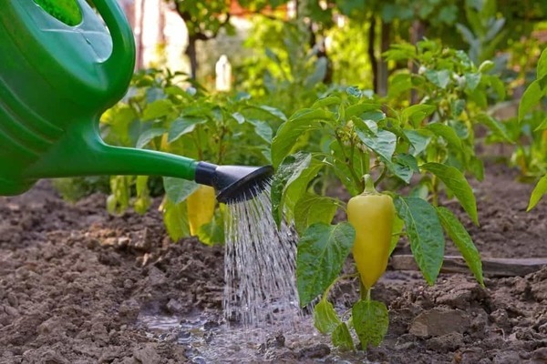 Succinic acid for peppers