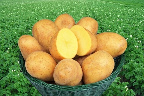 variedades de batata