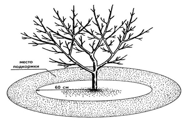 feeding apple trees