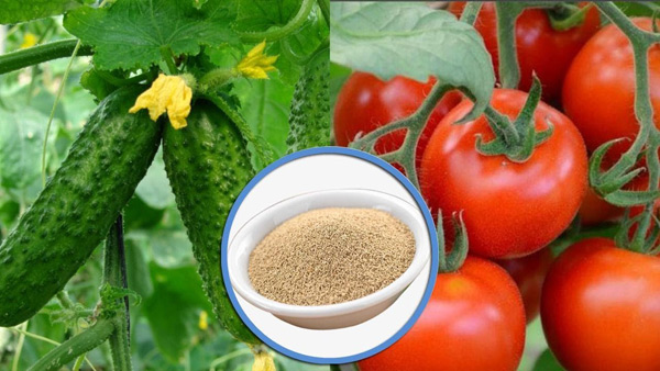 alimentation en levure