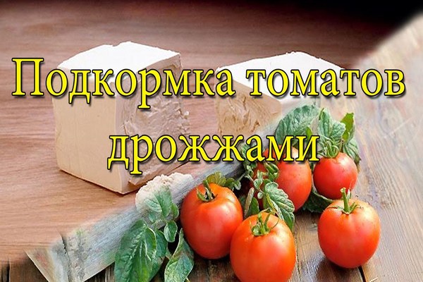 alimentando tomate com fermento