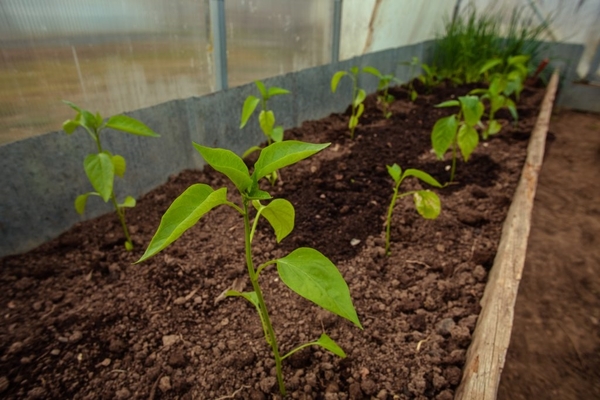 the first feeding of peppers after planting in the greenhouse