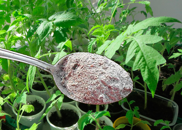 top dressing with ashes of tomatoes