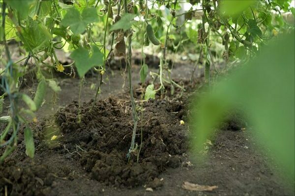 feeding cucumbers with folk remedies