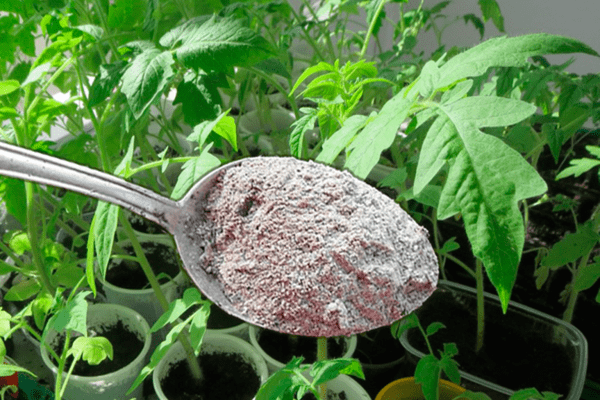 Fertilizing tomato and pepper seedlings with fertilizers