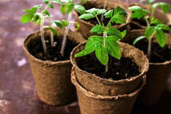 Top dressing of tomato seedlings at home