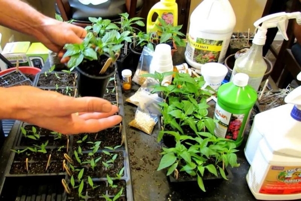 greenhouse pepper feeding schedule