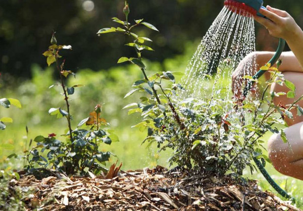 watering roses