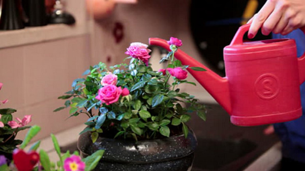 watering roses