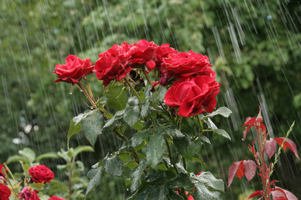 watering roses