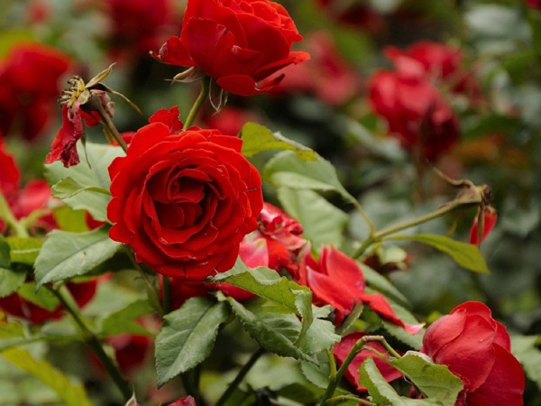 watering roses