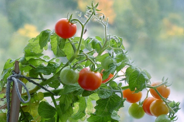 alimentar tomates