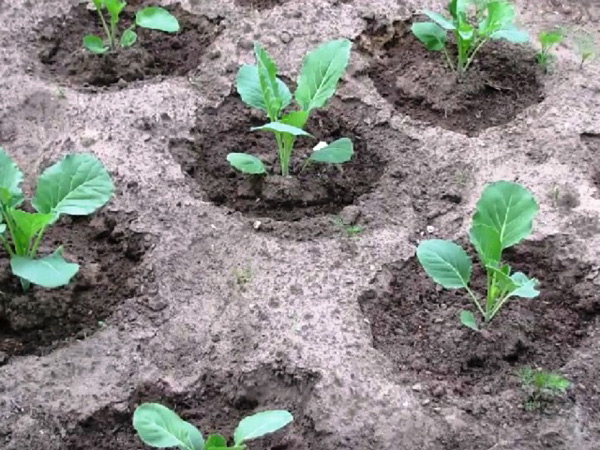 planter du chou en terre